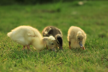 Ducks walking in the garden outdoors