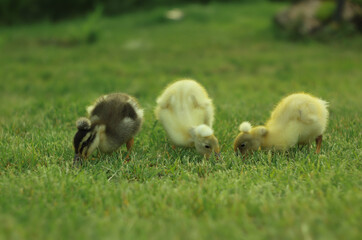 Ducks walking in the garden outdoors