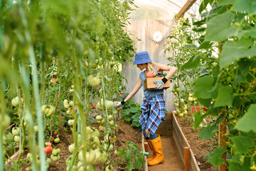 Naklejka na ściany i meble Beautiful young lady in yellow boots gardening in a greenhouse and picking tomatoes and other vegetable
