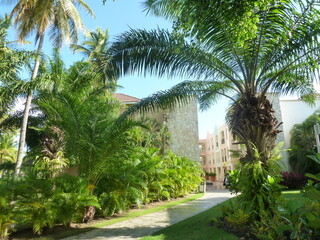 Fototapeta premium palm trees in the park