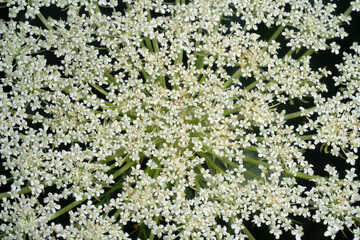 Blooming wild carrots. White small flowers.  Queen Anne's lace, bishop's lace, bird's nest  or  Daucus carota.  View from above close-up.