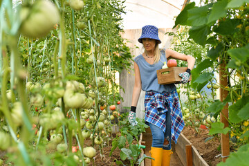 Beautiful young lady in yellow boots gardening in a greenhouse and picking tomatoes and other...