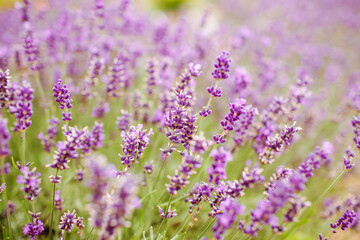 Closeup of purple lavender flowers. Selective focus.