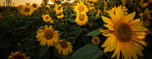 Field of sunflowers during a colourful sunset in summer time giving the feeling of being in the...