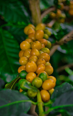 caf&eacute; amarillo