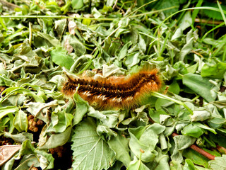 Close up of a Drinker Moth Caterpillar (Euthrix potatoria)
