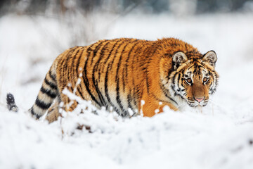 Siberian tiger (Panthera tigris tigris) looking for prey in the snowy swamps of the taiga