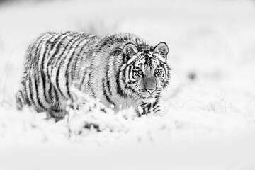 Siberian tiger (Panthera tigris tigris) walks through the snowy taiga black and white