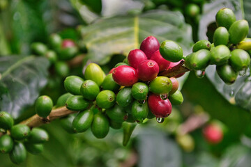 Caf&eacute; del Huila