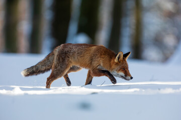 Fototapeta na wymiar red fox (Vulpes vulpes) beautiful young fox looking for prey in the snow in the forest wilderness