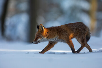 red fox (Vulpes vulpes) walks through the snowy landscape looking for food