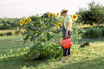 young farmer checks the harvest of sunflowers, agriculture and harvest concept - obrazy, fototapety, plakaty