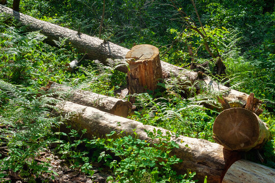 A pile of logs piled in a forest clearing. Felled trees in the forest.
