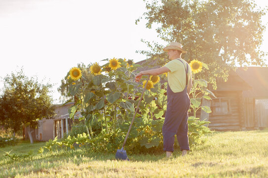 Happy farmer in the field checking corn plants during a sunny summer day, agriculture and food production concept - Powered by Adobe