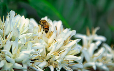 caf&eacute; del Huila