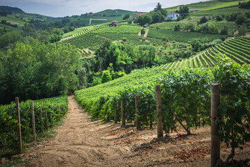 Fototapeta na wymiar Langhe vineyards panorama, near Barolo, Unesco Site, Piedmont, Northern Italy Europe