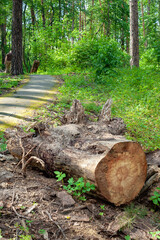 Fototapeta premium A thick log in a forest glade. Felled old trees in the forest.