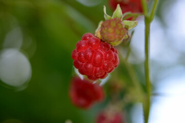 red raspberry on a branch in the garden close up