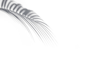 One shadow of palm leaves on white background. Abstract neutral tropical concept. Shadow overlay....
