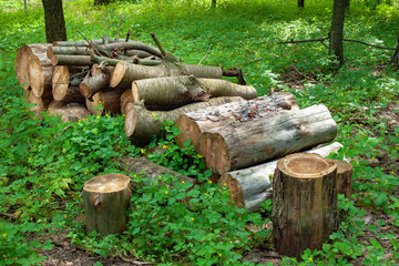 Logs are stacked in a forest clearing. Felled trees in the forest.