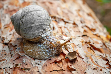 Forest snail. Close-up of a snail crawling along the bark of a tree.