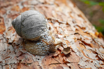 Forest snail. A close-up of a snail crawling along a felled tree trunk.