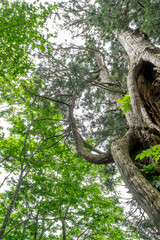 杉の大木新緑の杉の森　立山美女平