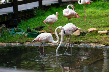 Wild animals close up: pink flamingos walking along the pond