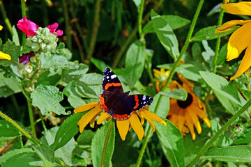 Motyl admirał © Edward