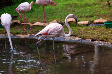 Wild animals close up: pink flamingos walking along the pond