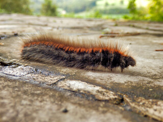 Caterpillar of the Fox Moth (Macrothylacia rubi) crawling along a terrace