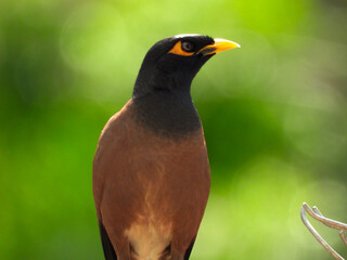 Myna Bird