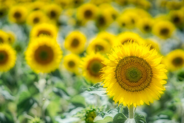 girasoles creciendo en los campos de Castilla