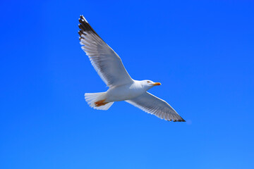  Seagull flying into the blue sky 
