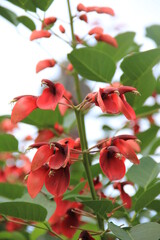 アメリカデイゴの花の付き方