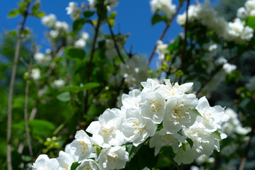 Blooming jasmine bush on a background of flowers