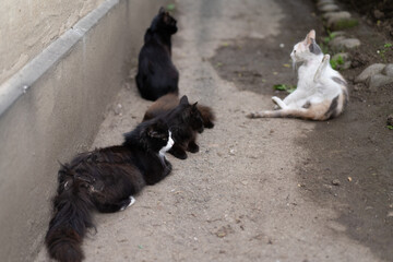 Many stray cats on the street