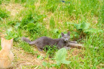 Homeless cats sit on the grass