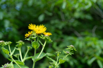 Yellow flower on the background of plants