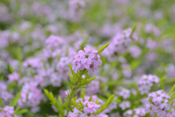 ピンクブレスレット(コロネオマプルケラム)