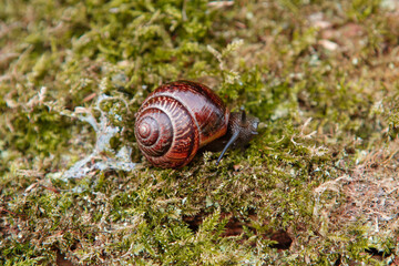 Garden snail on the surface of old stump with moss in a natural environment. Helix pomatia. Close-up images.