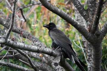 A crow perching on a deciduous tree in the autumn forest