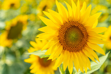 Sunflowers growing in the field