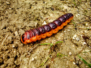 Caterpillar of the Goat Moth (Cossus cossus)