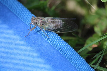 cicala