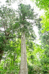 新緑の杉の森　立山美女平