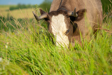 Naklejka na ściany i meble cow eating green grass standing on green meadow, close-up, selective focus