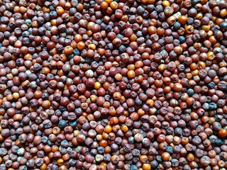 Red color whole raw Finger millet or Eleusine coracana cereal