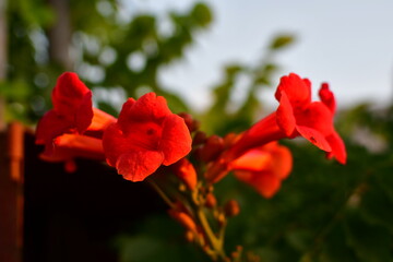 red flower