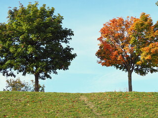 Fototapeta na wymiar yellow and green tree in autumn